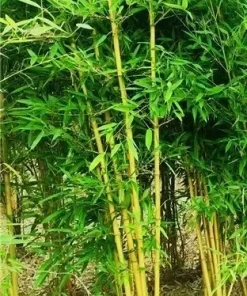 Golden Bamboo Seeds - Yellow Crookstem Bambusa, 50+ Seeds, Cold Hardy - Image 2