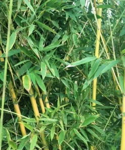Golden Bamboo Seeds - Yellow Crookstem Bambusa, 50+ Seeds, Cold Hardy - Image 3