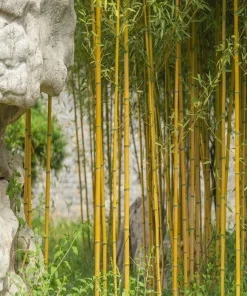Golden Bamboo Seeds - Yellow Crookstem Bambusa, 50+ Seeds, Cold Hardy - Image 1