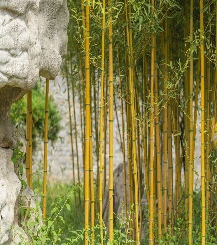 Golden Bamboo Seeds - Yellow Crookstem Bambusa, 50+ Seeds, Cold Hardy - Image 1