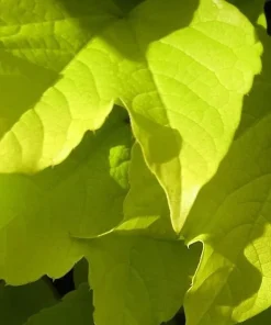 Golden Boston Ivy Live Plant – Parthenocissus tricuspidata 'Fenway Park' – 2.5" Pot - Image 2