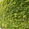 Golden Boston Ivy Live Plant – Parthenocissus tricuspidata 'Fenway Park' – 2.5" Pot - Image 1