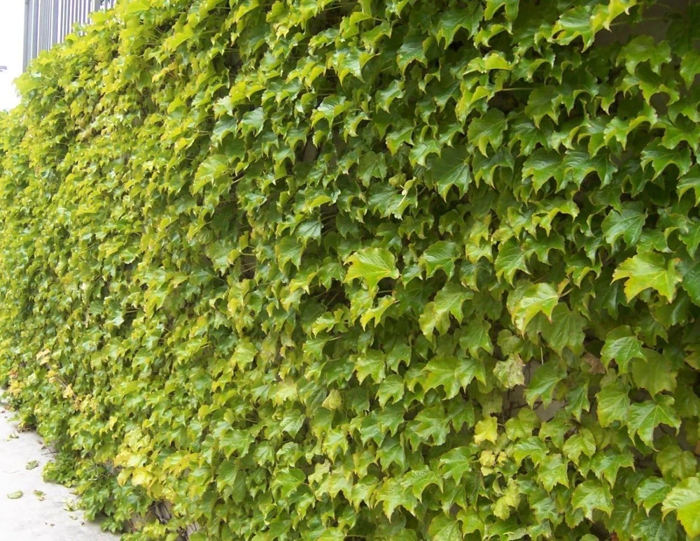 Golden Boston Ivy Live Plant – Parthenocissus tricuspidata 'Fenway Park' – 2.5" Pot - Image 1