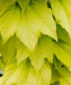 Golden Boston Ivy Live Plant – Parthenocissus tricuspidata 'Fenway Park' – 2.5