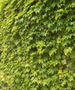 Golden Boston Ivy Live Plant – Parthenocissus tricuspidata 'Fenway Park' – 2.5