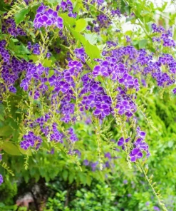Golden Dewdrop Shrub Seeds - Duranta Erecta Repens, Blue Violet Flowers, 10 Seeds - Image 10