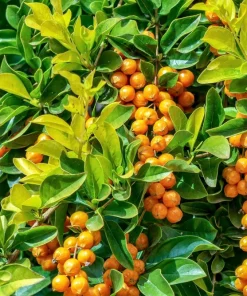 Golden Dewdrop Shrub Seeds - Duranta Erecta Repens, Blue Violet Flowers, 10 Seeds - Image 11