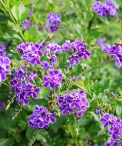 Golden Dewdrop Shrub Seeds - Duranta Erecta Repens, Blue Violet Flowers, 10 Seeds - Image 12