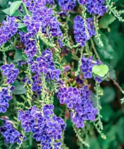 Golden Dewdrop Shrub Seeds - Duranta Erecta Repens, Blue Violet Flowers, 10 Seeds - Image 13