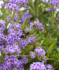 Golden Dewdrop Shrub Seeds - Duranta Erecta Repens, Blue Violet Flowers, 10 Seeds - Image 14