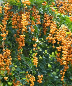 Golden Dewdrop Shrub Seeds - Duranta Erecta Repens, Blue Violet Flowers, 10 Seeds - Image 2