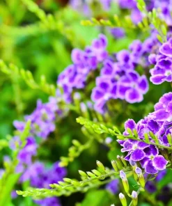 Golden Dewdrop Shrub Seeds - Duranta Erecta Repens, Blue Violet Flowers, 10 Seeds - Image 3