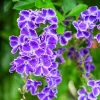 Golden Dewdrop Shrub Seeds - Duranta Erecta Repens, Blue Violet Flowers, 10 Seeds - Image 1