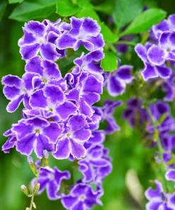 Golden Dewdrop Shrub Seeds - Duranta Erecta Repens, Blue Violet Flowers, 10 Seeds - Image 1