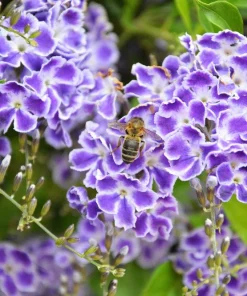 Golden Dewdrop Shrub Seeds - Duranta Erecta Repens, Blue Violet Flowers, 10 Seeds - Image 5