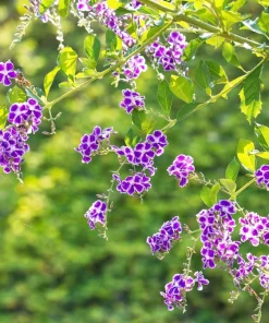 Golden Dewdrop Shrub Seeds - Duranta Erecta Repens, Blue Violet Flowers, 10 Seeds - Image 6