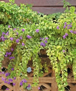 Golden Dewdrop Shrub Seeds - Duranta Erecta Repens, Blue Violet Flowers, 10 Seeds - Image 7