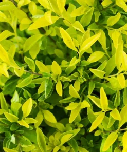 Golden Dewdrop Shrub Seeds - Duranta Erecta Repens, Blue Violet Flowers, 10 Seeds - Image 8