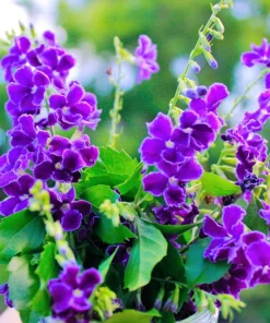 Golden Dewdrop Shrub Seeds - Duranta Erecta Repens, Blue Violet Flowers, 10 Seeds - Image 9