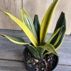 Golden Flame Sansevieria in 6" Pot , Snake plant - Image 1