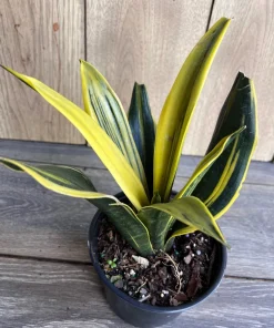 Golden Flame Sansevieria in 6