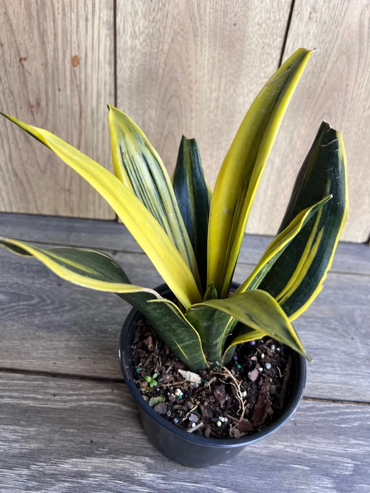 Golden Flame Sansevieria in 6" Pot , Snake plant - Image 1