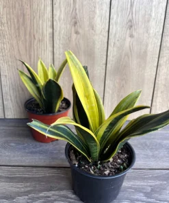 Golden Flame Sansevieria in 6" Pot , Snake plant - Image 2