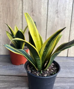 Golden Flame Sansevieria in 6