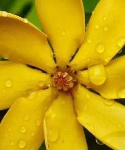 Golden Gardenia tubifera Live Plant - Fragrant, Color-Changing Flowers - 4" Pot - Image 2