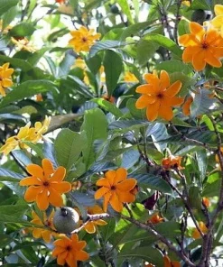 Golden Gardenia tubifera Live Plant - Fragrant, Color-Changing Flowers - 4
