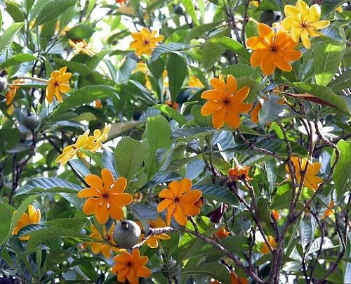Golden Gardenia tubifera Live Plant - Fragrant, Color-Changing Flowers - 4" Pot - Image 3