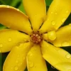 Golden Gardenia tubifera Live Plant - Fragrant, Color-Changing Flowers - 4" Pot - Image 1