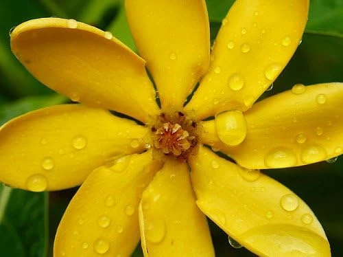 Golden Gardenia tubifera Live Plant - Fragrant, Color-Changing Flowers - 4" Pot - Image 1