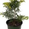 Golden Hinoki Cypress Live Plant - Chamaecyparis obtusa 'Crippsii' - 4 inch Pot - Image 1