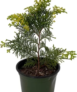 Golden Hinoki Cypress Live Plant - Chamaecyparis obtusa 'Crippsii' - 4 inch Pot - Image 1