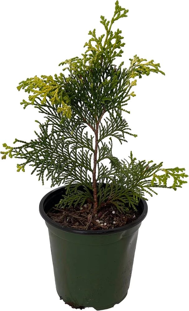 Golden Hinoki Cypress Live Plant - Chamaecyparis obtusa 'Crippsii' - 4 inch Pot - Image 1
