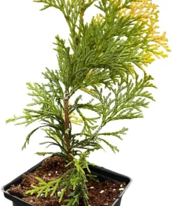 Golden Hinoki Cypress Live Plant - Chamaecyparis obtusa 'Crippsii' - 4 inch Pot - Image 2