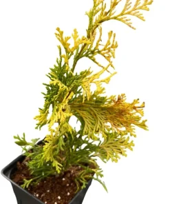 Golden Hinoki Cypress Live Plant - Chamaecyparis obtusa 'Crippsii' - 4 inch Pot - Image 3