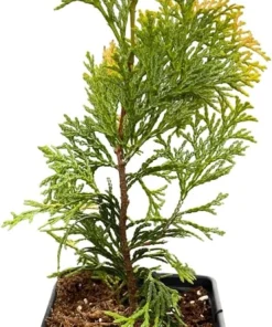Golden Hinoki Cypress Live Plant - Chamaecyparis obtusa 'Crippsii' - 4 inch Pot - Image 4