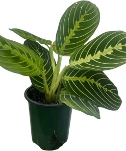 Golden Lemon Prayer Plant Live Houseplant - Maranta - 4