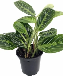 Golden Lemon Prayer Plant Live Houseplant - Maranta - 4