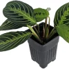 Golden Lemon Prayer Plant Live Houseplant - Maranta - 4" Pot - Image 1
