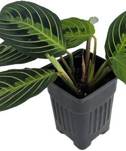 Golden Lemon Prayer Plant Live Houseplant - Maranta - 4