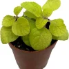 Golden Lemon Swedish Ivy Live Plant - Plectranthus - 2.5" Pot - Image 1