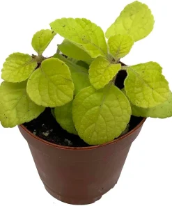 Golden Lemon Swedish Ivy Live Plant - Plectranthus - 2.5