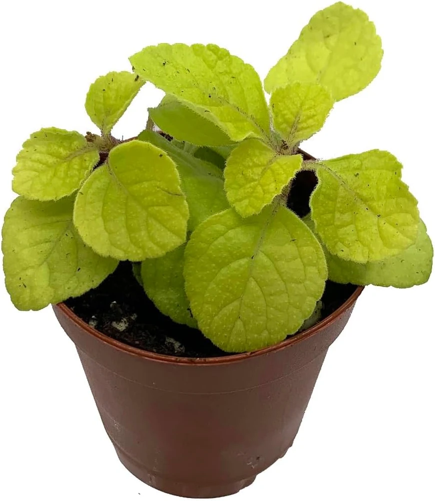 Golden Lemon Swedish Ivy Live Plant - Plectranthus - 2.5" Pot - Image 1