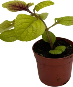 Golden Lemon Swedish Ivy Live Plant - Plectranthus - 2.5" Pot - Image 2