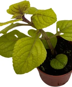 Golden Lemon Swedish Ivy Live Plant - Plectranthus - 2.5