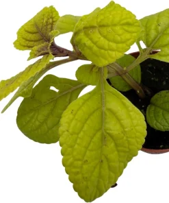 Golden Lemon Swedish Ivy Live Plant - Plectranthus - 2.5