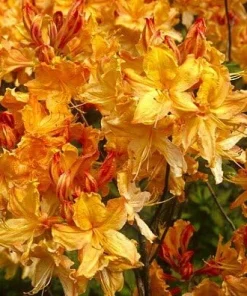 Golden Lights Azalea Live Plant - Deciduous Shrub, Hardy to Zone 4, 4" Pot - Image 2